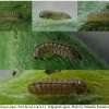 pleb argus larva1 volg1